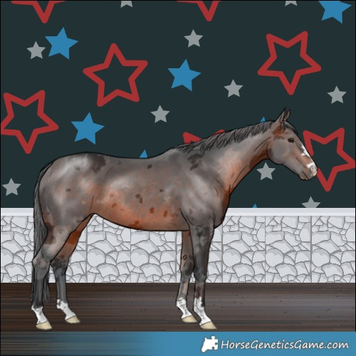 Horse Color:Brown Merle Rabicano