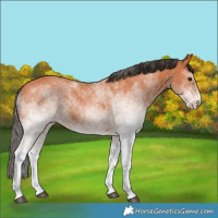 Horse Color:White Spotted Bay