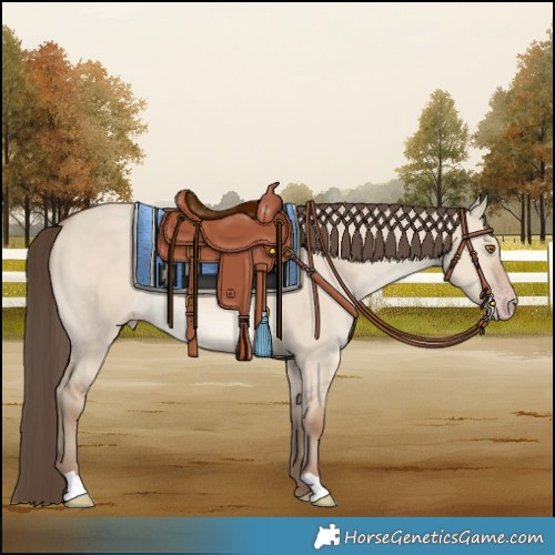 Horse Color:Classic Champagne Dun Rabicano 