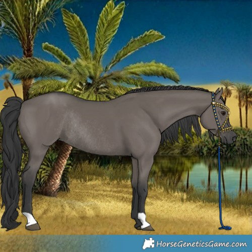 Horse Color:Grullo Rabicano 
