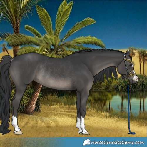 Horse Color:Black Rabicano 