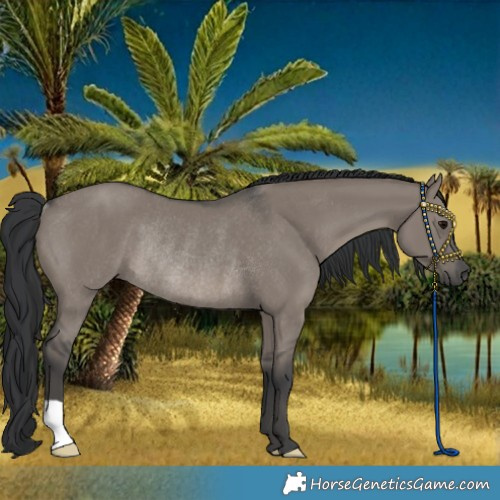 Horse Color:Grullo Rabicano