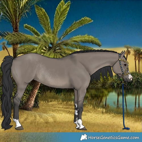 Horse Color:Grullo Rabicano 