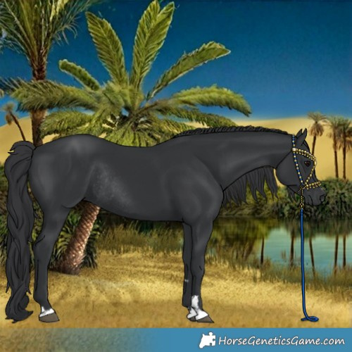 Horse Color:Black Rabicano 