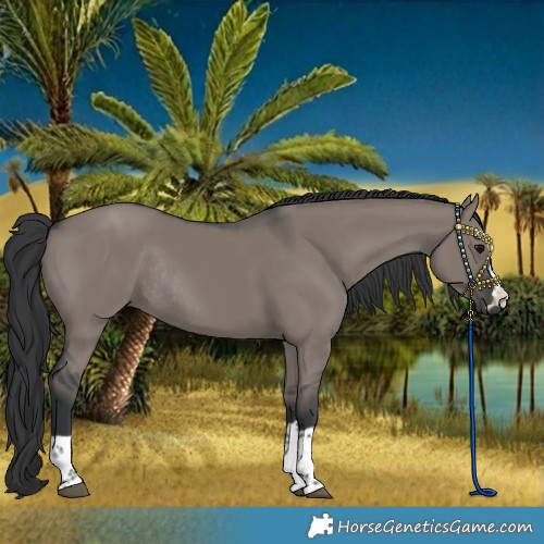 Horse Color:Grullo Rabicano 