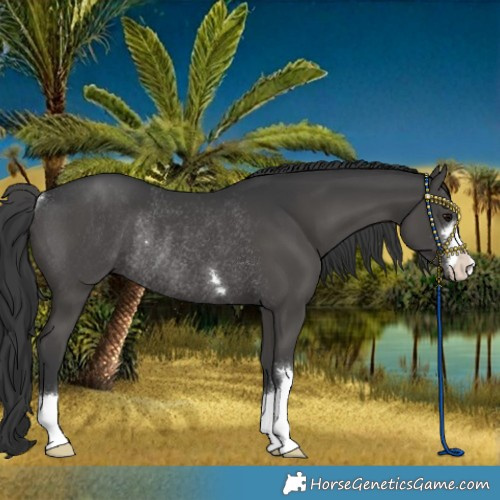Horse Color:Black Rabicano 