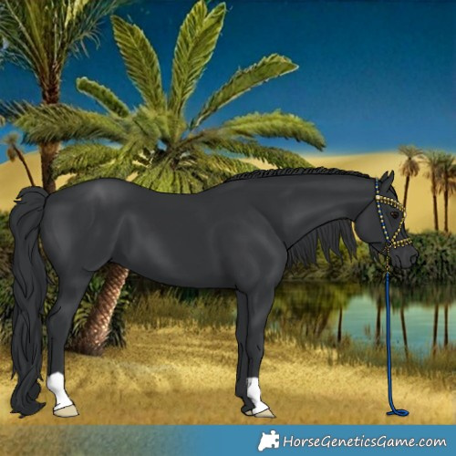 Horse Color:Black 