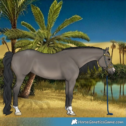 Horse Color:Grullo 