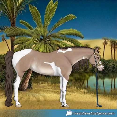Horse Color:Classic Champagne Tobiano Rabicano