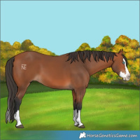 Horse Color:Bay Splash