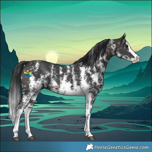 Horse Color:Brown Sabino Splash