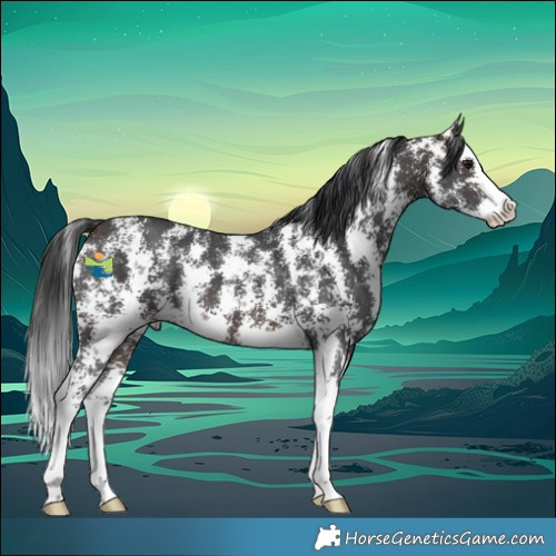 Horse Color:Bay Sabino Splash