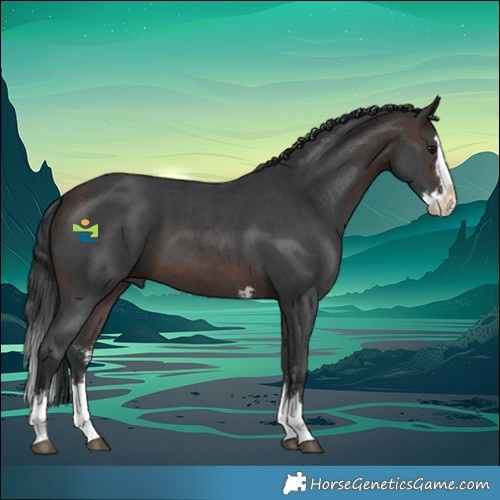 Horse Color:Bay Sabino Splash