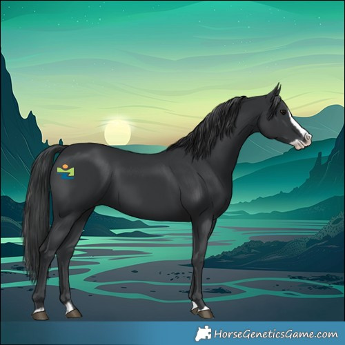 Horse Color:Black Splash