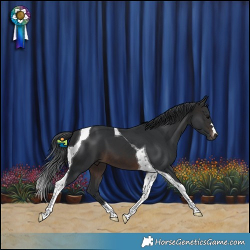 Horse Color:Brown Tobiano