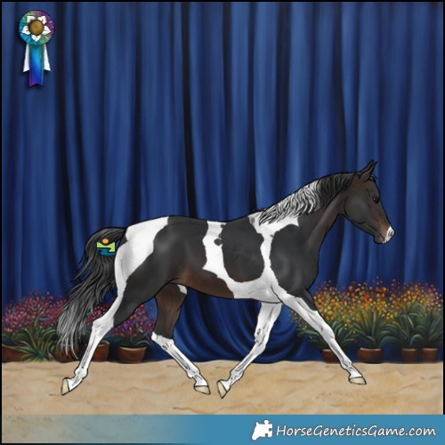Horse Color:Brown Tobiano