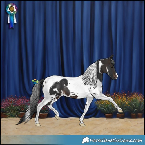 Horse Color:White Spotted Brown Tobiano