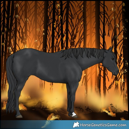 Horse Color:Black 