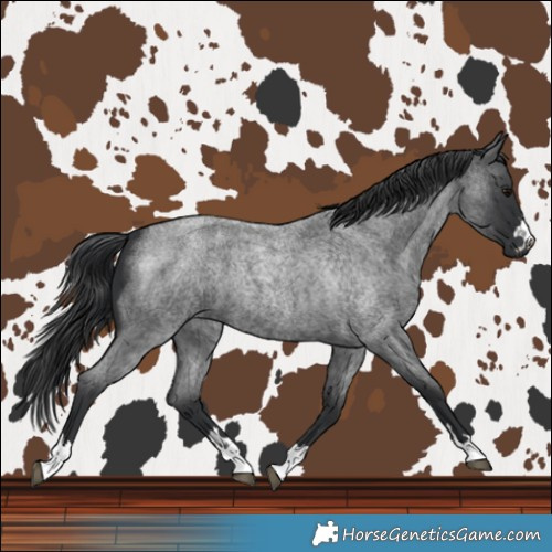 Horse Color:Blue Roan 