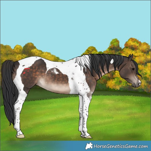 Horse Color:Brown Tobiano 