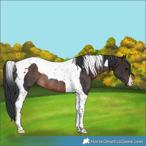 Horse Color:Brown Tobiano Rabicano