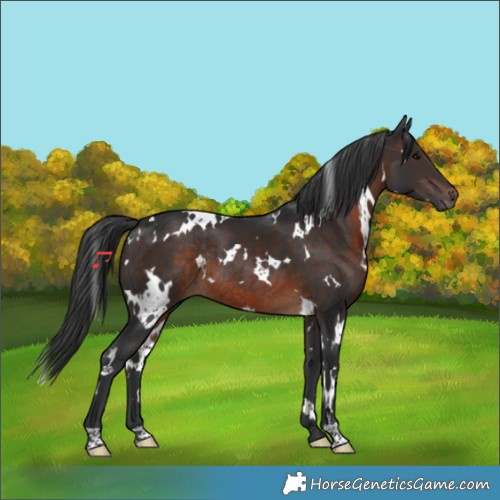 Horse Color:White Spotted Brown Rabicano