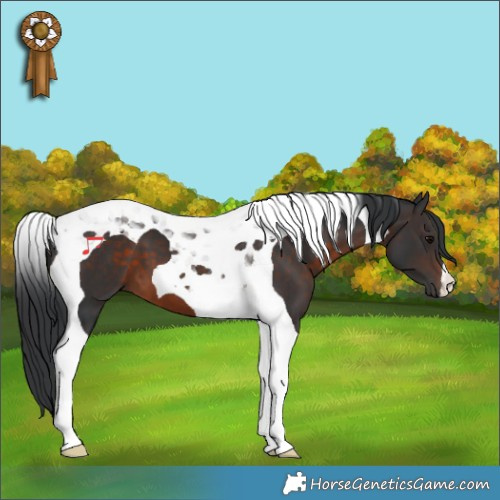 Horse Color:Brown Tobiano