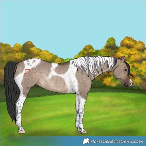 Horse Color:Brown Dun Tobiano Rabicano 