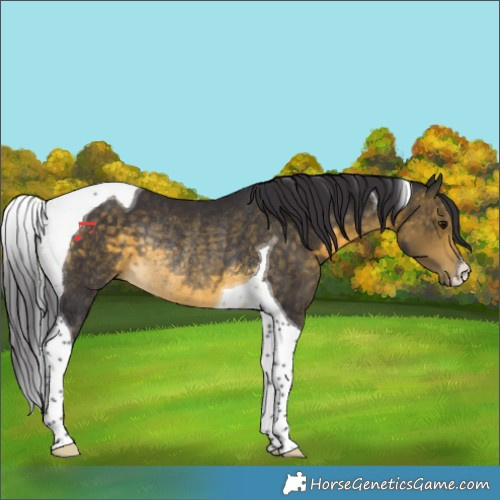 Horse Color:Buckskin Tobiano Rabicano 