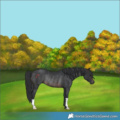 Horse Color:Brown Rabicano 