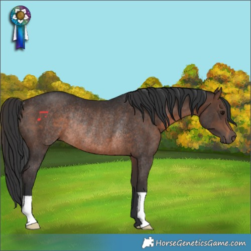 Horse Color:Brown Rabicano 