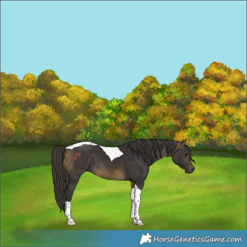 Horse Color:Buckskin Tobiano