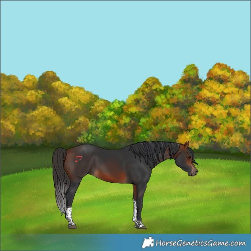 Horse Color:Bay Tobiano Rabicano