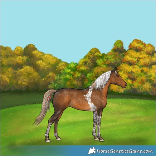 Horse Color:Chocolate Palomino Tobiano 