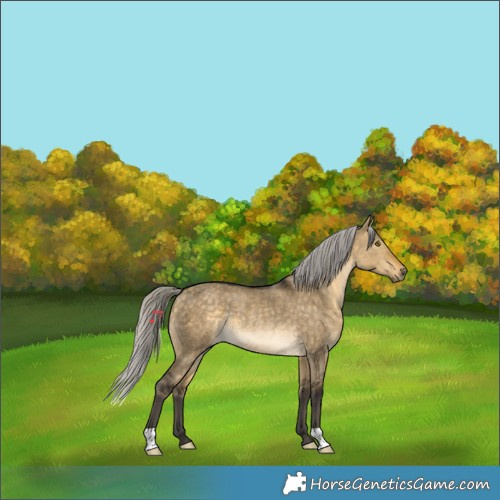 Horse Color:Silver Buckskin Dun Rabicano 