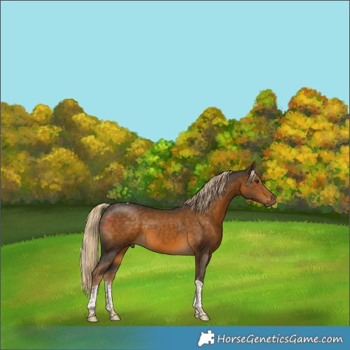 Horse Color:Chocolate Palomino Sabino Tobiano 