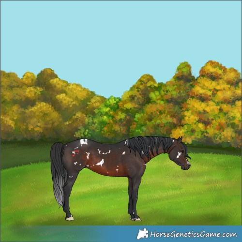Horse Color:White Spotted Brown 