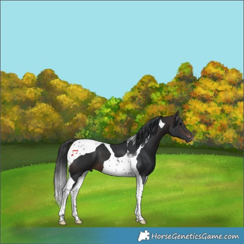 Horse Color:Brown Tobiano