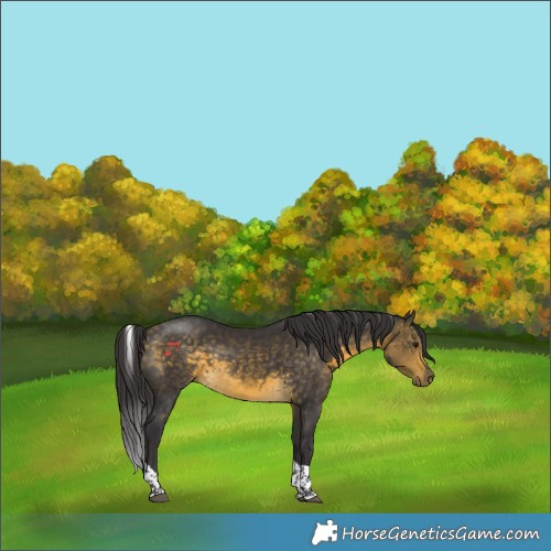 Horse Color:Buckskin Tobiano