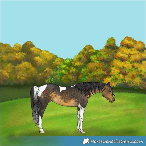 Horse Color:Buckskin Tobiano 
