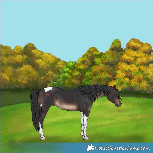 Horse Color:Brown Tobiano