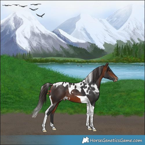 Horse Color:Bay Tobiano Skewed LP Spotted