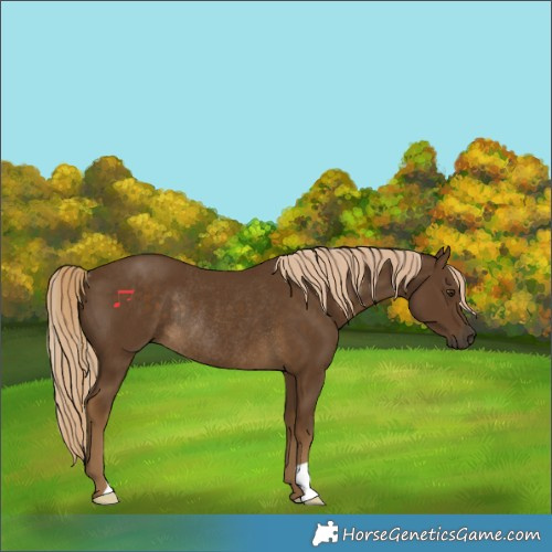 Horse Color:Chocolate Palomino Rabicano