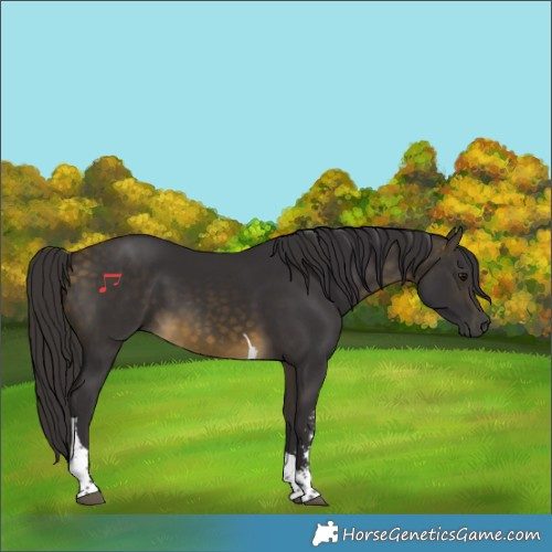 Horse Color:Buckskin Sabino Tobiano