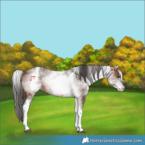 Horse Color:White Spotted Bay Rabicano 
