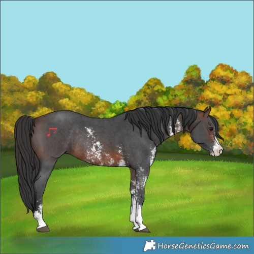 Horse Color:Brown Sabino Rabicano 