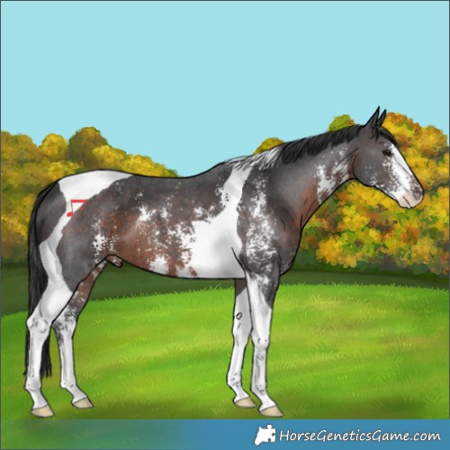 Horse Color:Brown Sabino Tobiano