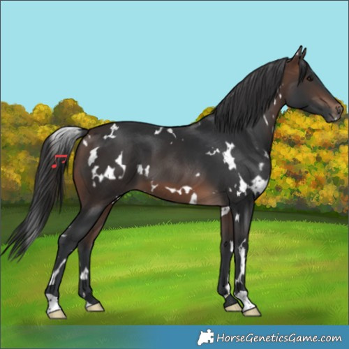 Horse Color:White Spotted Brown 