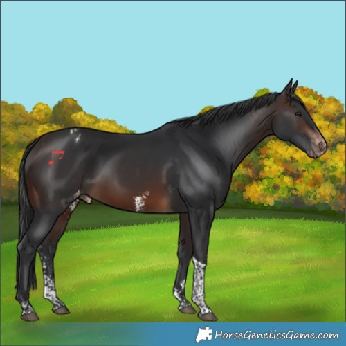 Horse Color:Brown Sabino Tobiano Appaloosa Rabicano