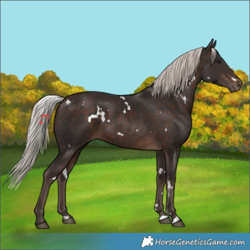 Horse Color:White Spotted Silver Brown 